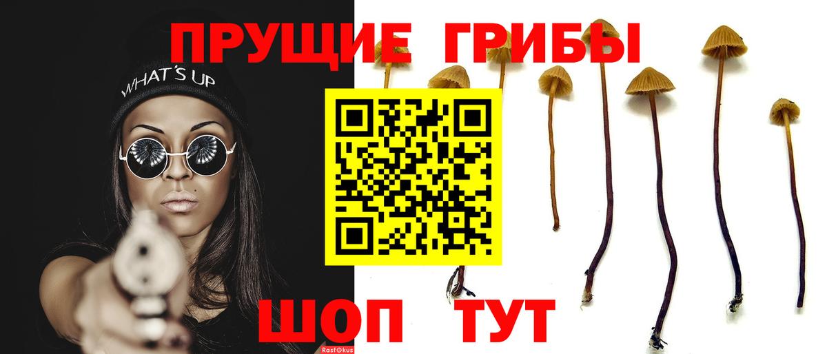 Галлюциногенные грибы Psilocybine cubensis Серпухов